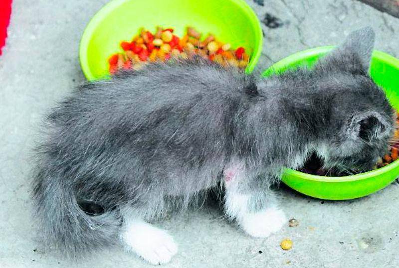 ¿Cuándo fue la última vez que limpiaste el comedero del gato?