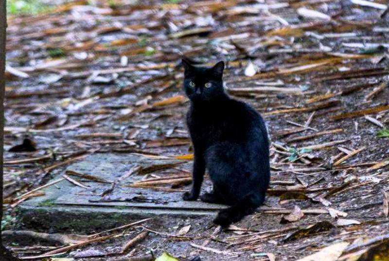 Los gatos ferales, peligro para la fauna silvestre