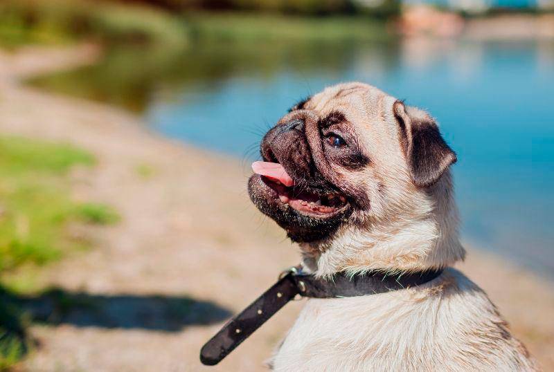 Razas de perros que no toleran el calor ¿Cómo cuidarlas?