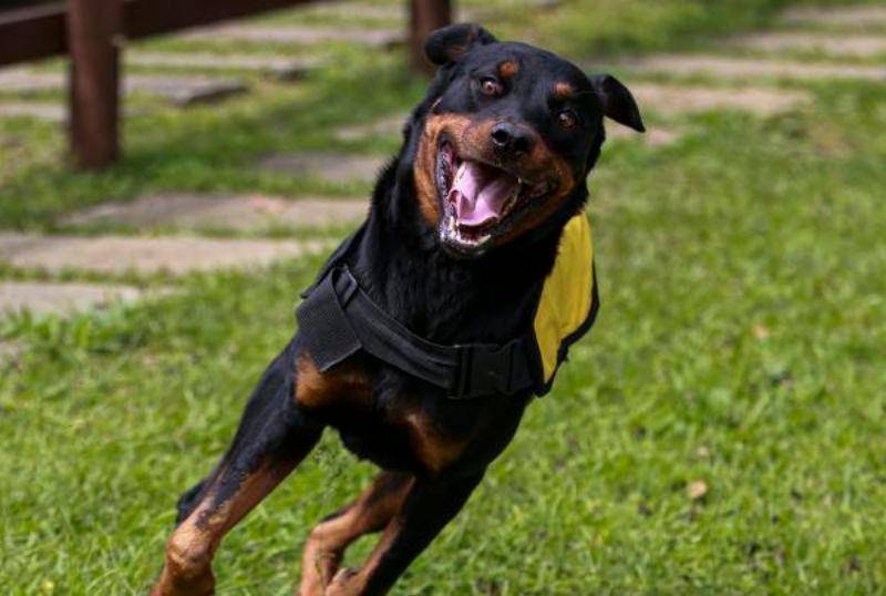 Medicamento podría alargar vida de los perros grandes: ¡Llegaría en 2026!