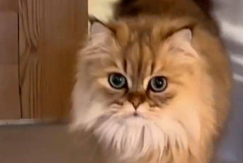 Un gato experto en vida felina y otros videos gantásticos