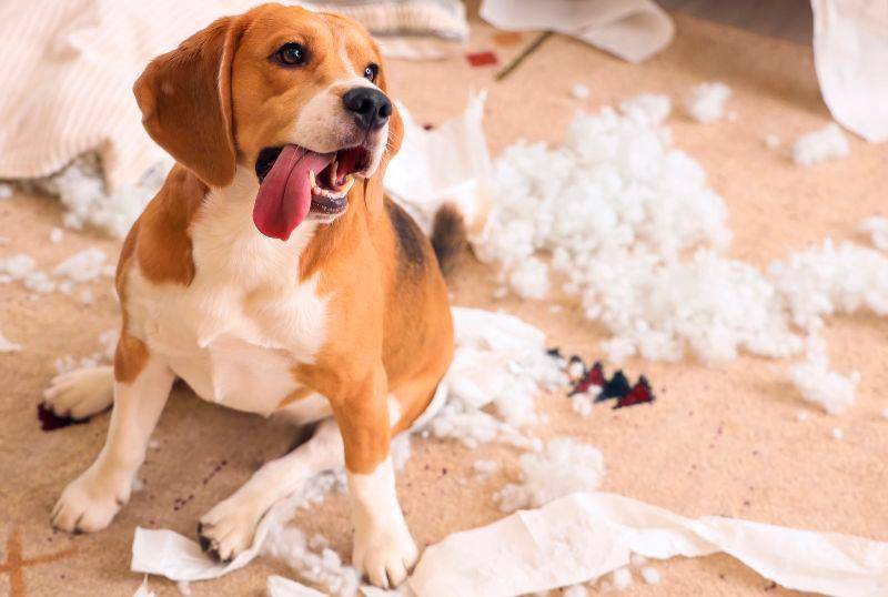Si tu perro destruye cosas en casa, acá te contamos qué hacer 