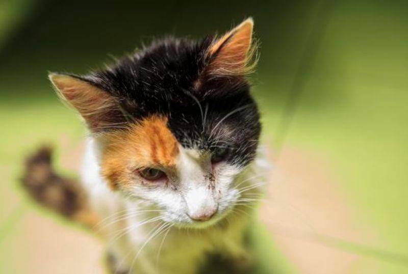 Las razones detrás de los cabezazos de los gatos