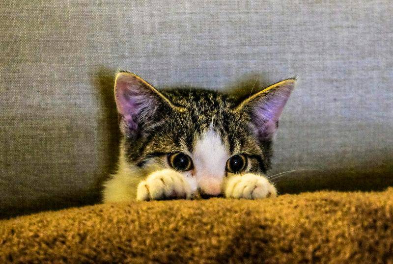 ¡Ahora todo tiene sentido! Los gatos entienden nuestras órdenes y eligen ignorarlas 
