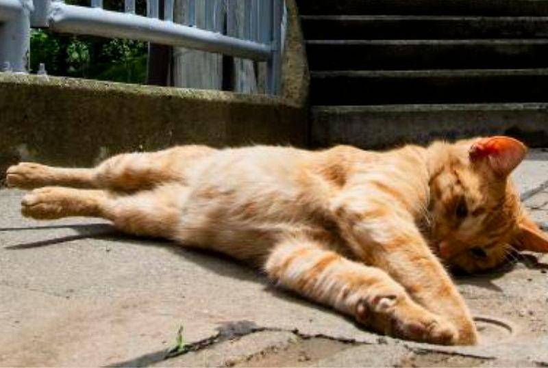 ¿Tienes un lado preferido para dormir? ¡El de tu gato podría ser el izquierdo!