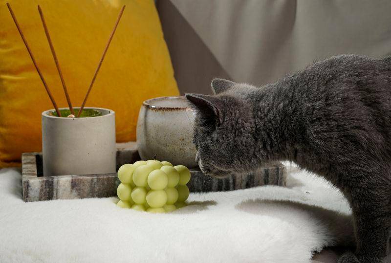 Los peligros del incienso en casa para los gatos