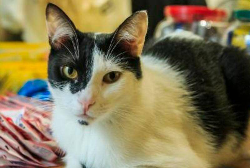 Tu gato te insulta y una aplicación trabaja para comprobarlo