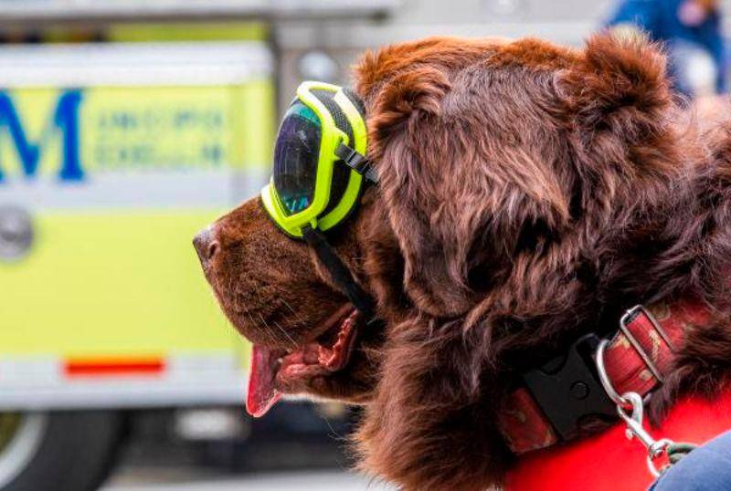 Cinco razas de perros rescatistas