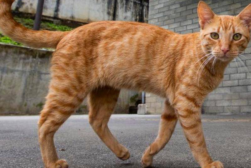 ¿Por qué a los gatos les gustan las palmadas en la nalga?