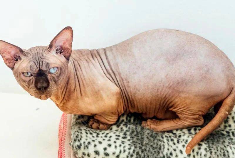 Gato alterado genéticamente alerta sobre cría extrema e irresponsable