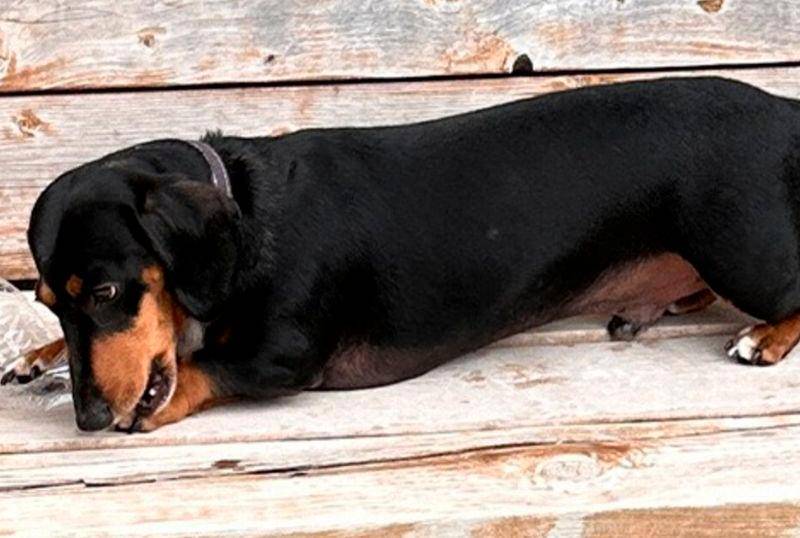 Un perro salchicha gana premio Guinness por destapar botellas de plástico