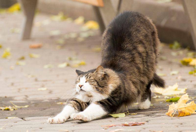 ¿Por qué los gatos se estiran? Descubre las razones 