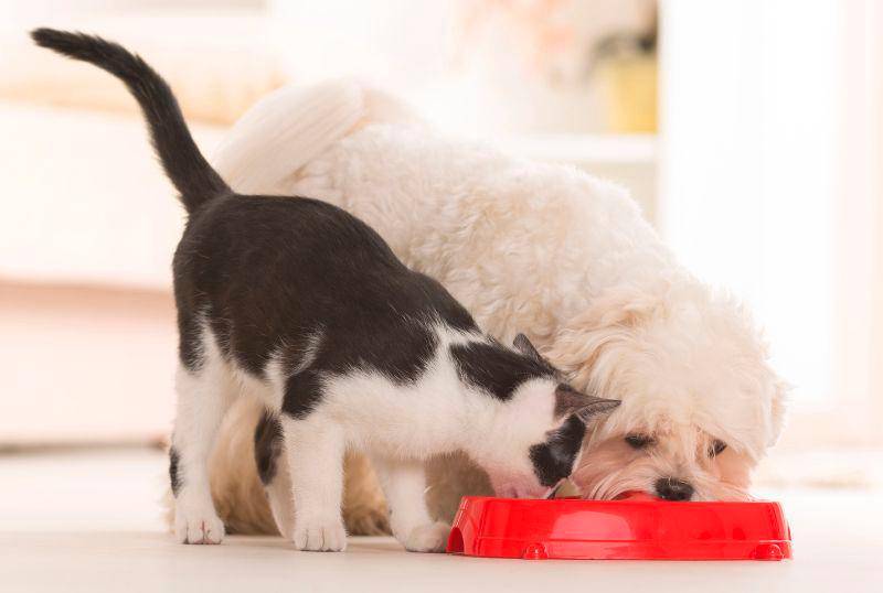 ¿Son necesarios los carbohidratos en la dieta de perros y gatos?