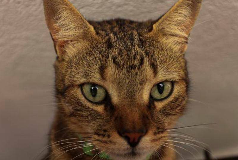 El gato Torbo no existe, pero sus llamadas sí: así empezó todo por una camiseta
