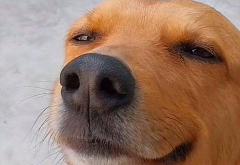 Con esta carita este perro lo consigue todo... y otros videos divertidos