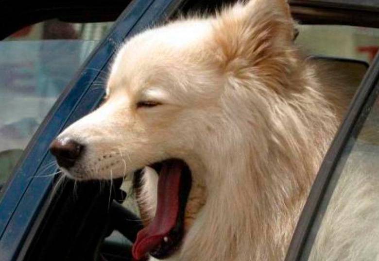 No es solamente sueño: ¿qué significan los bostezos de los perros?