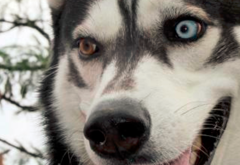 ¿Tu perro tiene ojos de ballena? ¡Cuidado!