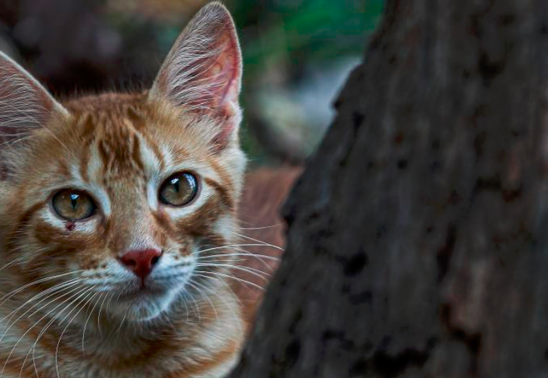 Este 20 de febrero se celebra el Día del Gato: acá lo celebramos con la Supermanada