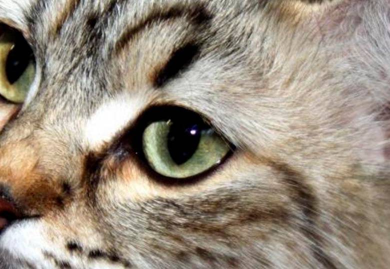 ¿Por qué los gatos botan bolas de pelo por su boca?