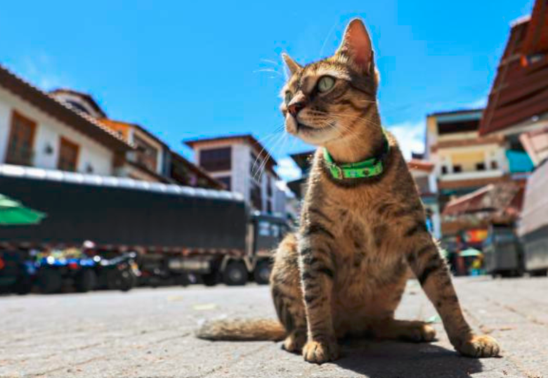 ¿Tienes un tigre en casa? Conoce los rasgos de los gatos tabby