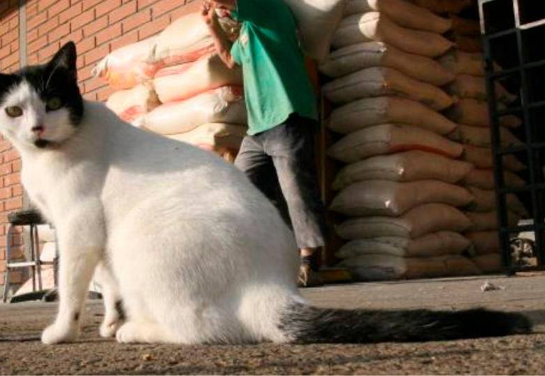¿Los gatos cazan por diversión? ¿Verdad o mito? Acá te lo respondemos