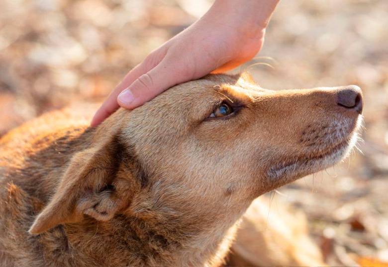 ¿Cuál es la mejor forma de saludar a un perro? 