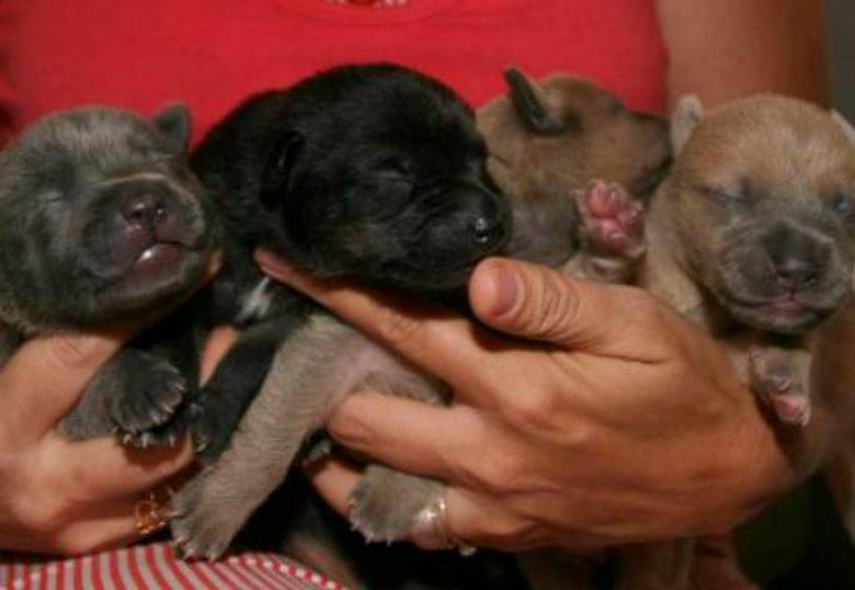 Triste realidad: muchas mascotas regaladas en diciembre son abandonadas