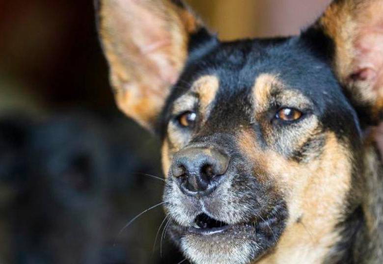 ¿En qué momento de la historia se dio la relación perros y humanos?