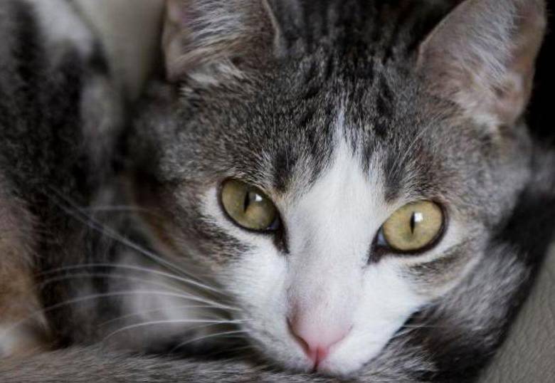 ¿Escocia prohibirá la tenencia de gatos?