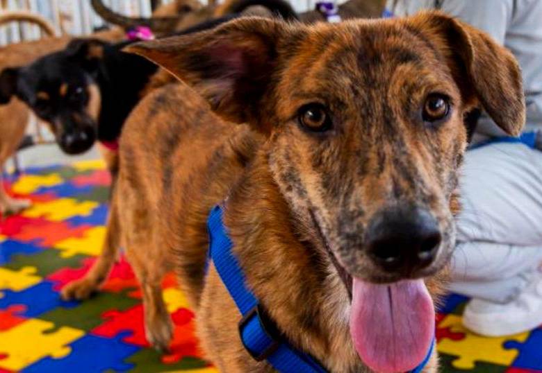 ¿Qué hago si mi perro no ladra? Causas y recomendaciones