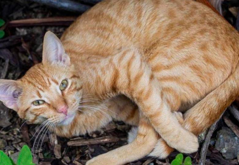 ¿Cómo eliminar el olor a orina de gato? Consejos claves