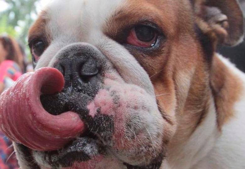 ¿Por qué los perros te observan y te acompañan mientras comes?