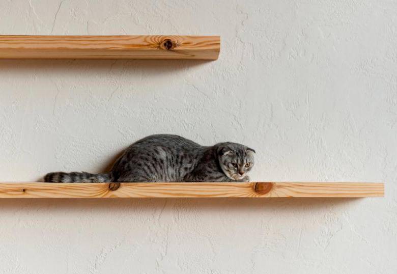¿Cómo ‘gatificar’ casas pequeñas? 