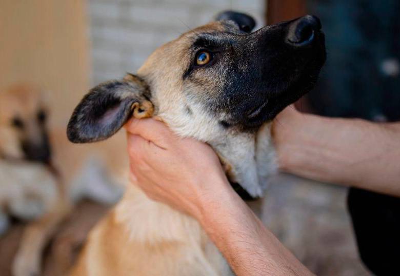 Lo que debes saber sobre la enfermedad vestibular en perros