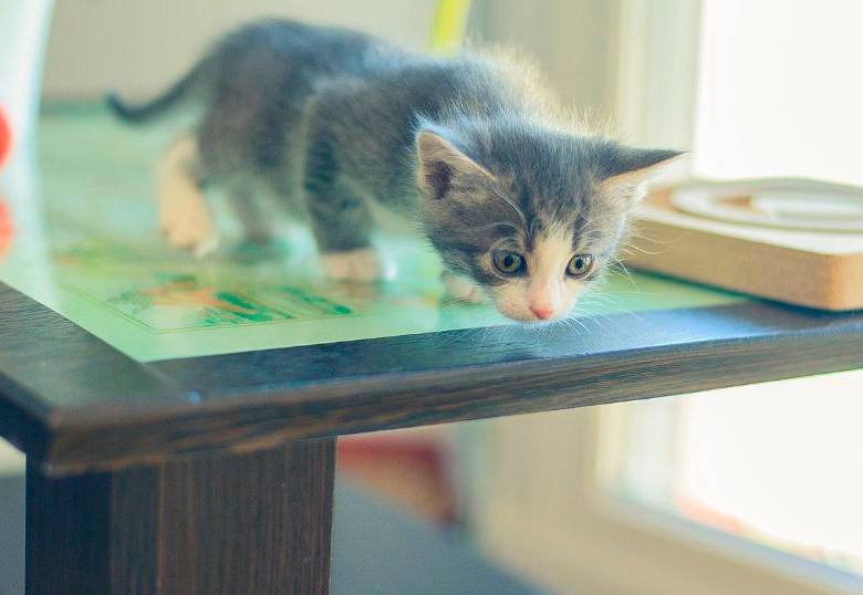 ¿Cómo perros y gatos convierten los olores en su mapa del hogar? 