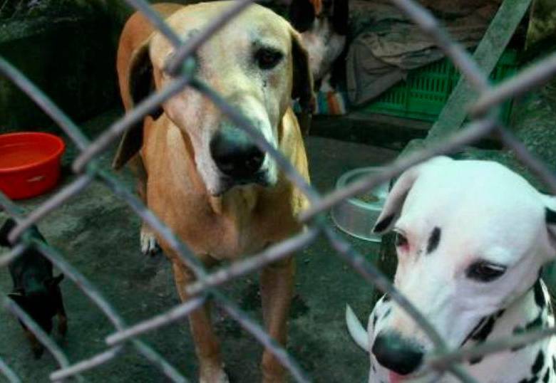 ¿En qué se parecen los cráneos de los perros?