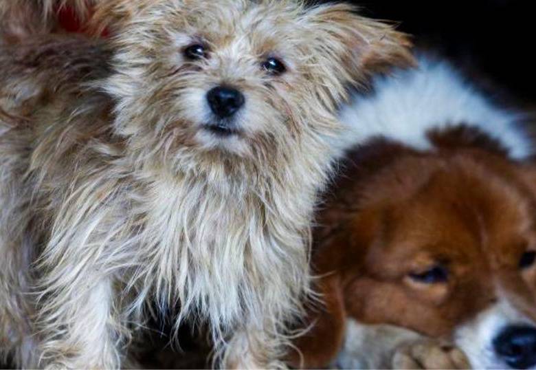 Signos que indican que tu mascota tiene ansiedad