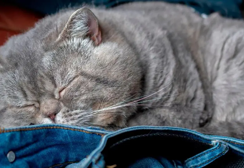 Por estas razones tu gato duerme en tu ropa 