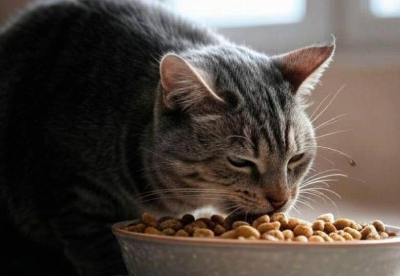 ¿Es buena idea cambiar la comida de mi gato?