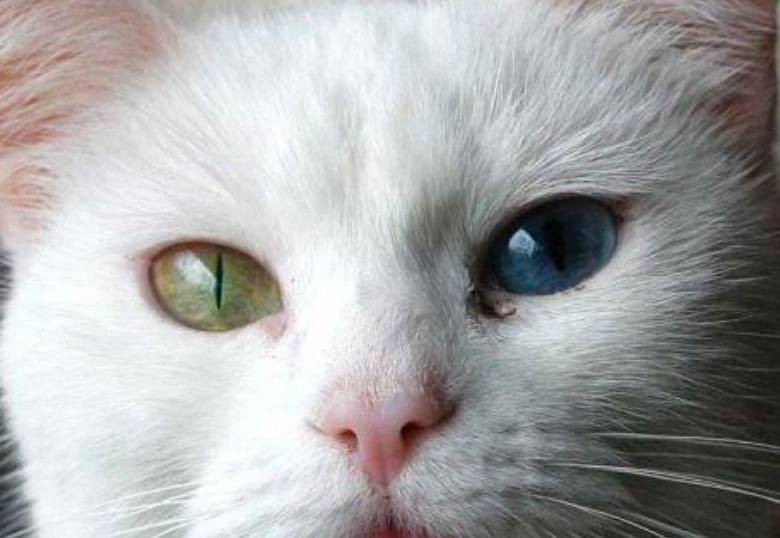 Los gatos también parlotean: el motivo está en su instinto