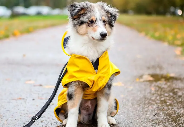 ¿Cómo influye el clima en los perros y gatos?