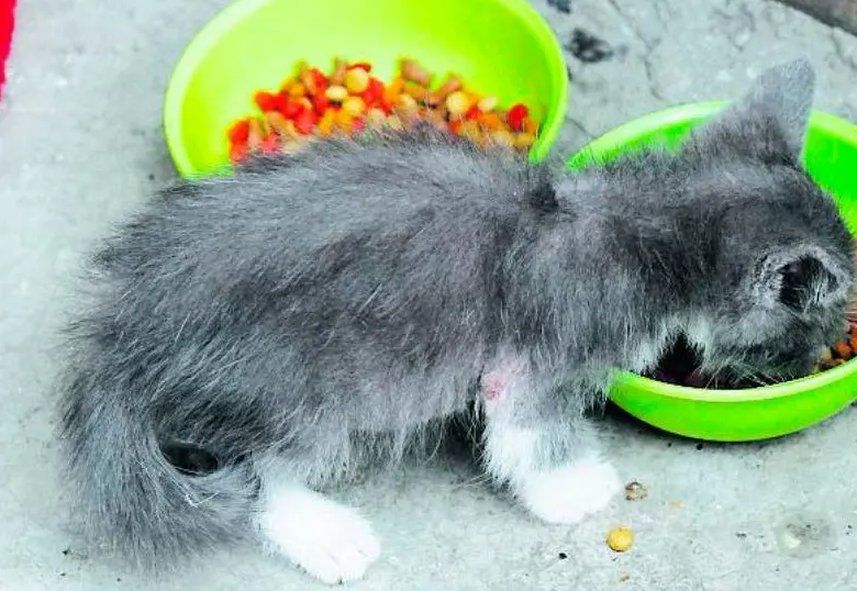¿Cuándo fue la última vez que limpiaste el comedero del gato?