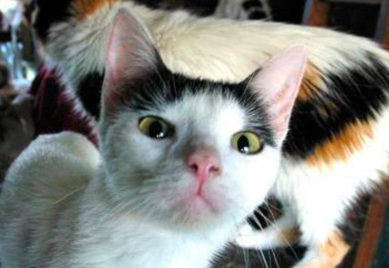 ¡Los ojos de los gatos cambian de color!