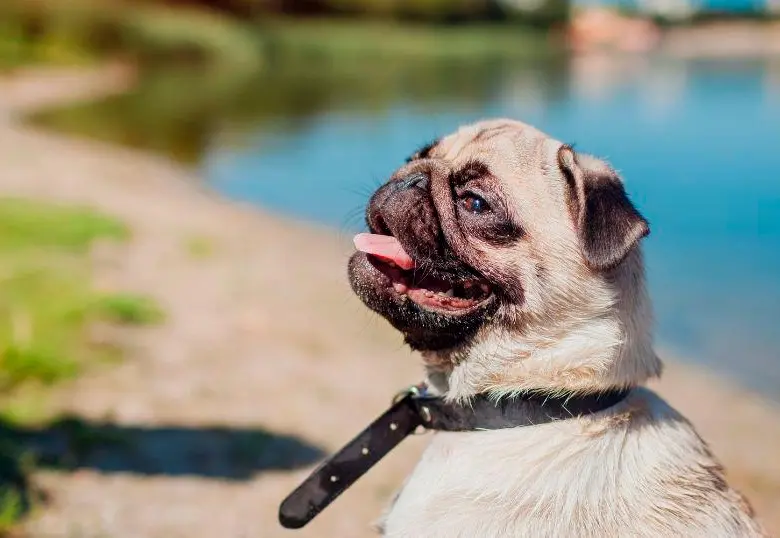 Razas de perros que no toleran el calor ¿Cómo cuidarlas?