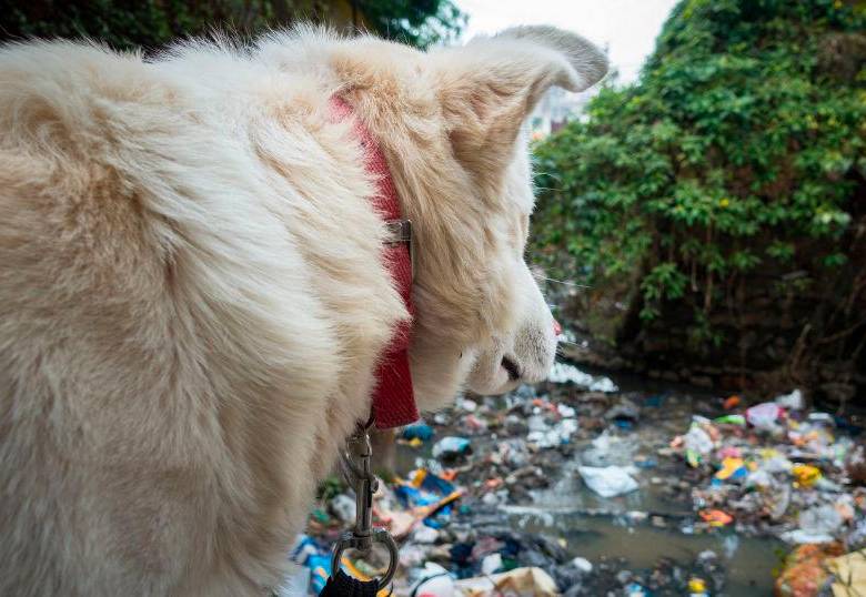 ¿Cómo evitar que tu perro recoja basura y todo lo que encuentra en la calle? 