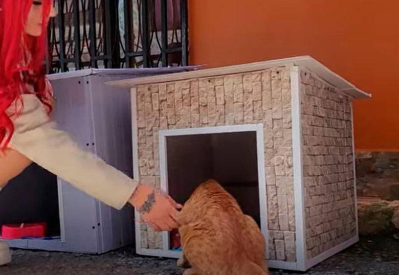 La fundación de Medellín que construye casas para animales sin hogar