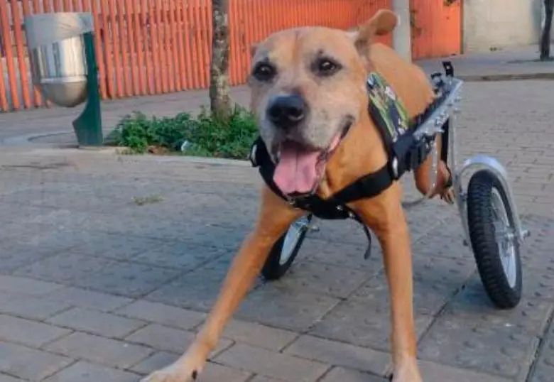 Crean prótesis de bajo costo para mejorar la vida de perros rescatados