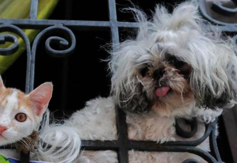 Los gatos son menos estudiados que los perros, ¿a qué se debe?