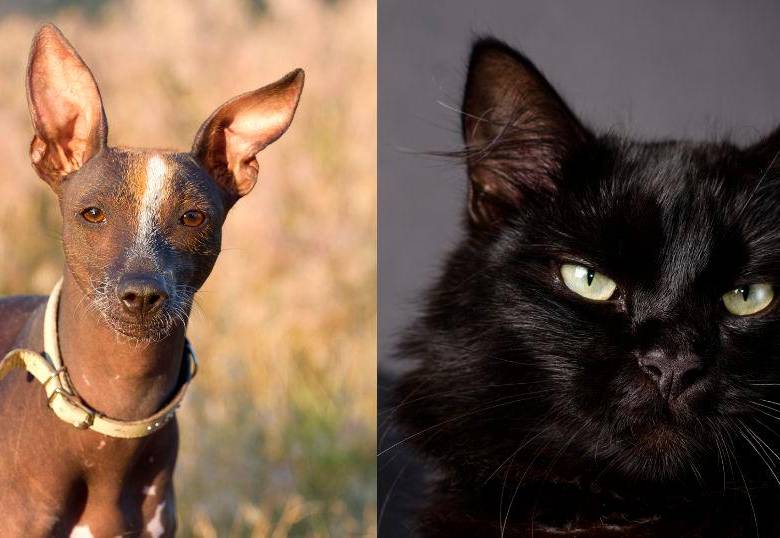 ¿Qué dicen las religiones sobre los perros y gatos?