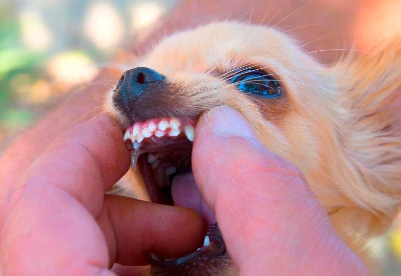 Dientes de tiburón en perros: ¿qué son y cómo afectan la salud?